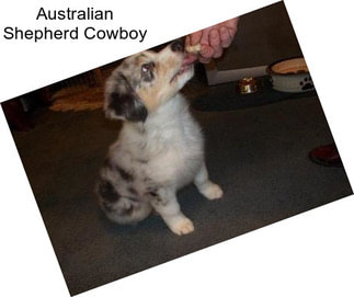 Australian Shepherd Cowboy