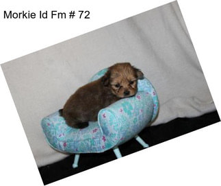 Morkie Id Fm # 72