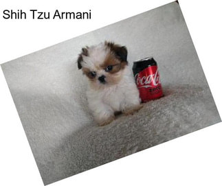 Shih Tzu Armani