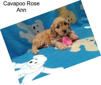 Cavapoo Rose Ann