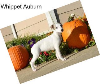 Whippet Auburn