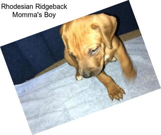 Rhodesian Ridgeback Momma\'s Boy