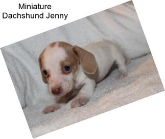 Miniature Dachshund Jenny