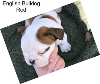 English Bulldog Red