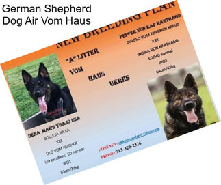 German Shepherd Dog Air Vom Haus