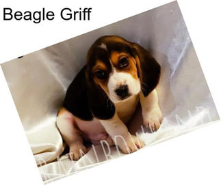 Beagle Griff