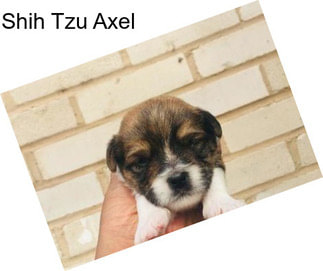 Shih Tzu Axel