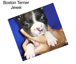 Boston Terrier Jewel
