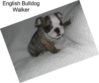 English Bulldog Walker