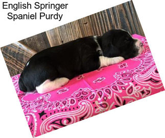 English Springer Spaniel Purdy