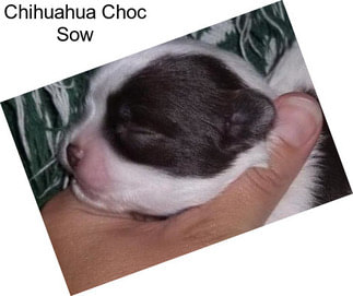 Chihuahua Choc Sow