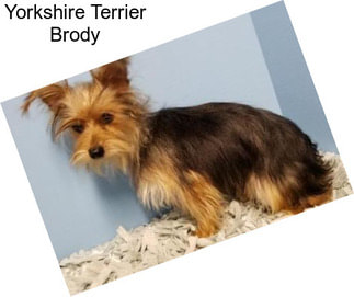 Yorkshire Terrier Brody