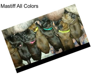 Mastiff All Colors
