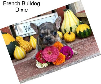 French Bulldog Dixie