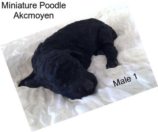 Miniature Poodle Akcmoyen