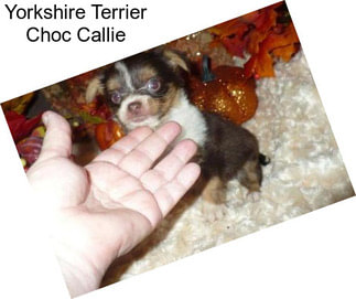 Yorkshire Terrier Choc Callie