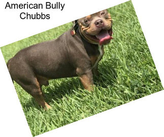 American Bully Chubbs