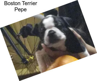 Boston Terrier Pepe