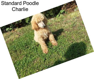 Standard Poodle Charlie