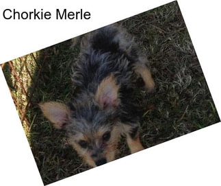 Chorkie Merle