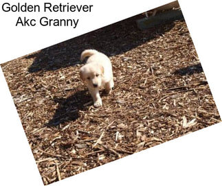 Golden Retriever Akc Granny