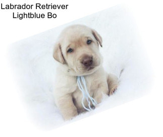 Labrador Retriever Lightblue Bo