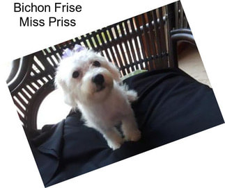 Bichon Frise Miss Priss