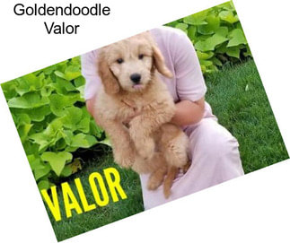 Goldendoodle Valor
