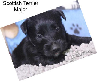 Scottish Terrier Major