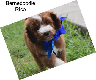 Bernedoodle Rico