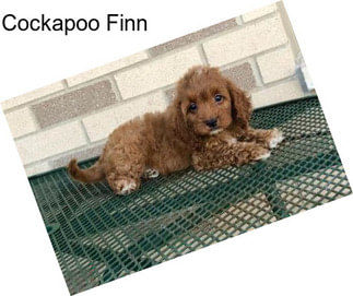 Cockapoo Finn