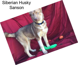 Siberian Husky Sanson