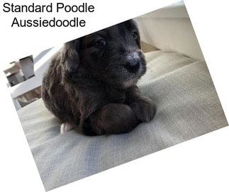 Standard Poodle Aussiedoodle