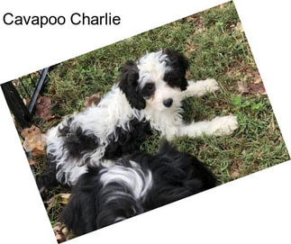 Cavapoo Charlie