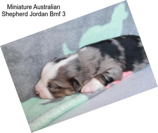 Miniature Australian Shepherd Jordan Bmf 3