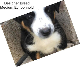 Designer Breed Medium Echoonhold