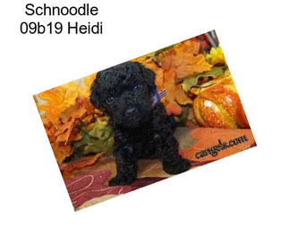 Schnoodle 09b19 Heidi