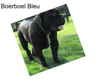 Boerboel Bleu