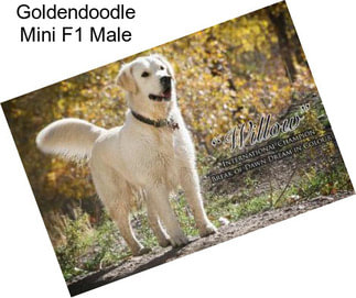 Goldendoodle Mini F1 Male