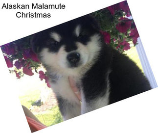 Alaskan Malamute Christmas