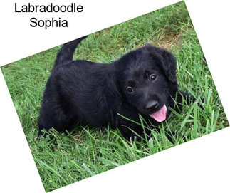 Labradoodle Sophia