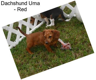 Dachshund Uma - Red