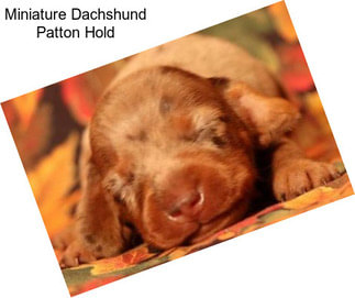 Miniature Dachshund Patton Hold