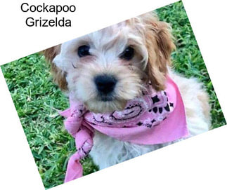 Cockapoo Grizelda