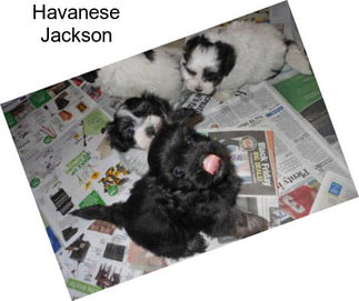 Havanese Jackson