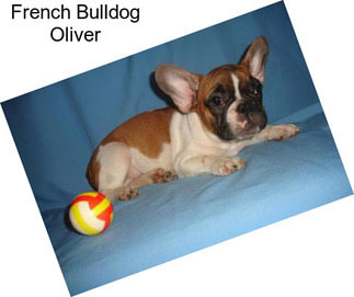 French Bulldog Oliver