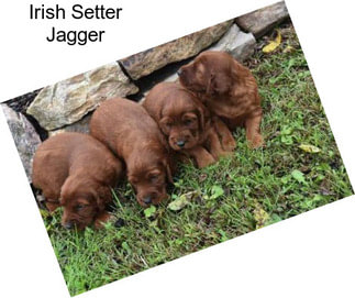 Irish Setter Jagger