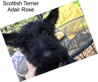Scottish Terrier Adair Rose
