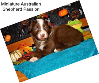 Miniature Australian Shepherd Passion