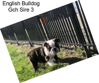 English Bulldog Gch Sire 3